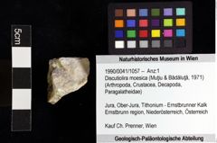 Foto (Objket + Etiketten) von Discutiolira moesica (Muţiu & Bădăluţă, 1971) 